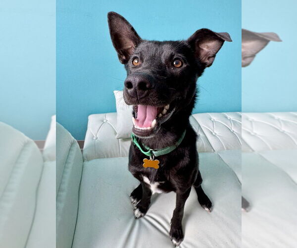 Medium Photo #5 Border Collie Puppy For Sale in Minneapolis, MN, USA