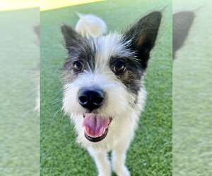 Jack Russell Terrier-Unknown Mix Dogs for adoption in Agoura Hills, CA, USA