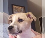 Small #1 Beagle Mix