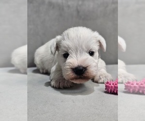 Schnauzer (Miniature) Puppy for sale in GOSHEN, IN, USA