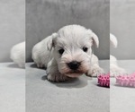 Image preview for Ad Listing. Nickname: Litter of 2