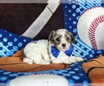 Small #4 Maltipoo