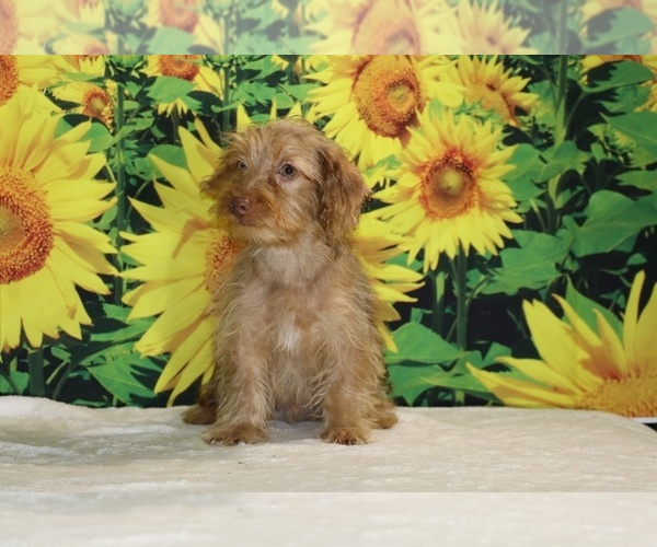 Medium Photo #25 Yorkiepoo mix (+ Poodle Toy) Puppy For Sale in DYERSBURG, TN, USA