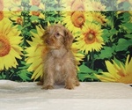 Colt - Male Yorkiepoo mix (+ Poodle Toy) Puppy for Sale - Photo #25