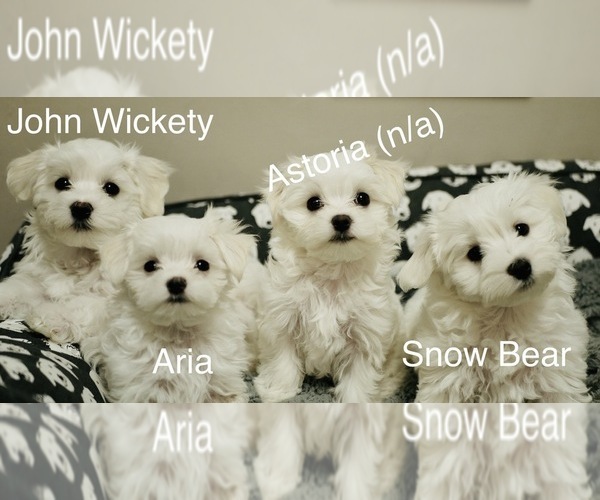 Medium Photo #4 Maltese Puppy For Sale in AURORA, IL, USA