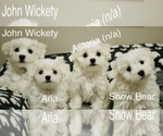 Small Photo #4 Maltese Puppy For Sale in AURORA, IL, USA