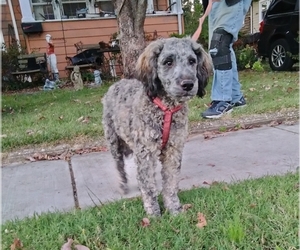 Cockapoo (Miniature) Puppy for sale in BALTIMORE, MD, USA