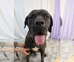 Small #7 Mastiff