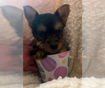 Puppy Abel Yorkshire Terrier