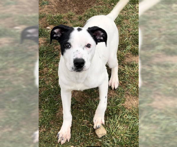Medium Photo #1 Mutt Puppy For Sale in Sistersville, WV, USA