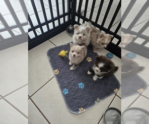 Chiranian Puppy for sale in OCALA, FL, USA