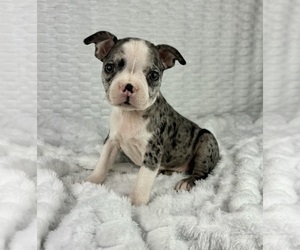Boston Terrier Puppy for sale in FRANKLIN, IN, USA