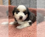 Puppy Puppy 4 Australian Shepherd