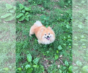 Pomeranian Dogs for adoption in Harrison, AR, USA