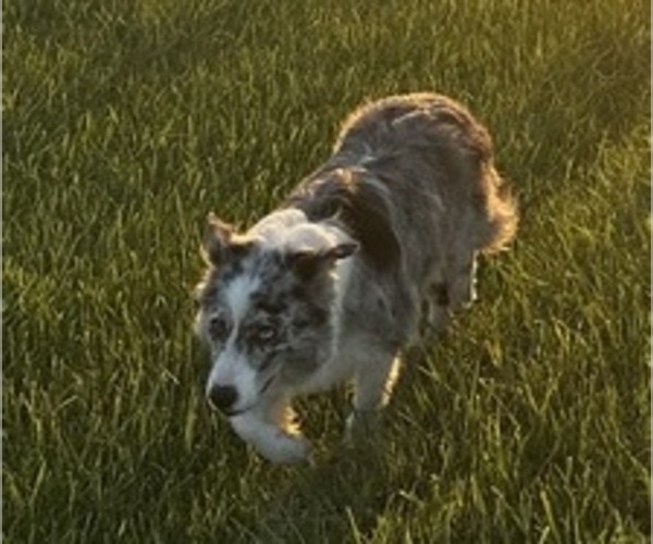 Medium Photo #1 Border Collie Puppy For Sale in OTTUMWA, IA, USA