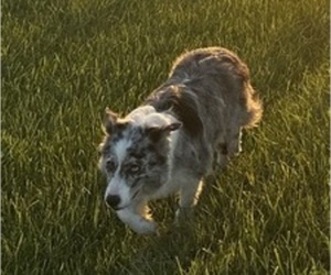 Mother of the Border Collie puppies born on 06/08/2026