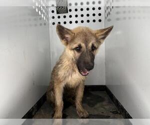 German Shepherd Dog-Unknown Mix Dogs for adoption in Visalia, CA, USA
