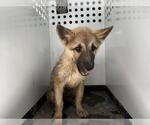 Small German Shepherd Dog Mix
