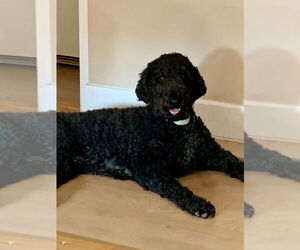 Goldendoodle Dogs for adoption in Mooresville, NC, USA