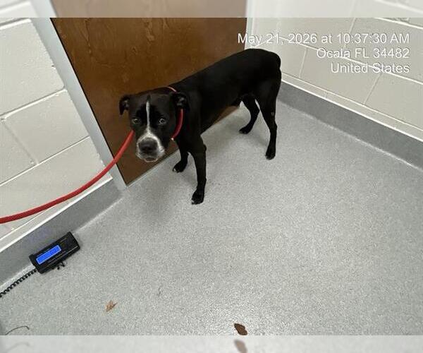 Medium Photo #1 American Pit Bull Terrier Puppy For Sale in Ocala, FL, USA