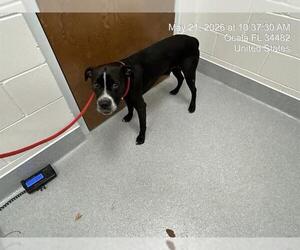 American Pit Bull Terrier Dogs for adoption in Ocala, FL, USA