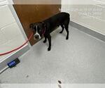Small American Pit Bull Terrier