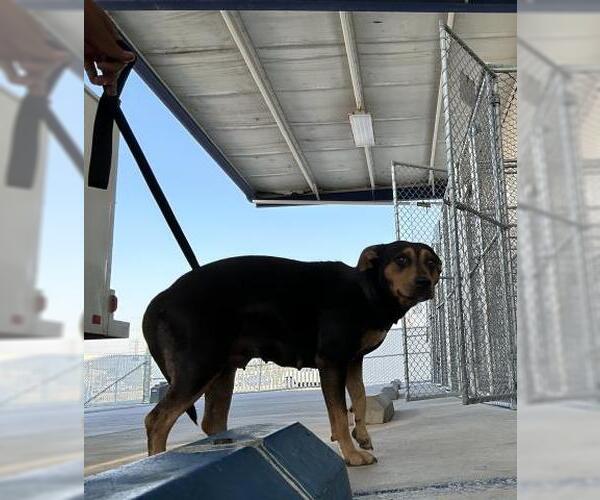 Medium Photo #1 American Pit Bull Terrier Puppy For Sale in Bakersfield, CA, USA