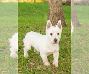 Father of the West Highland White Terrier puppies born on 10/27/2025