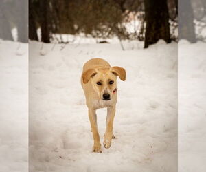 Tinsly - Female Labrador Retriever-Unknown Mix Dog for Adoption - Photo #6