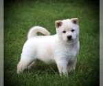Small #2 Shiba Inu