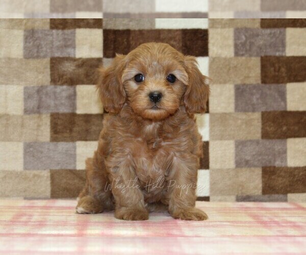 Medium Photo #3 Cavapoo (Miniature) Puppy For Sale in DENVER, PA, USA