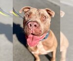 Small #11 American Staffordshire Terrier Mix