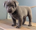 Small #5 Labrador Retriever