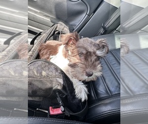Schnauzer (Miniature) Puppy for sale in TAMPA, FL, USA
