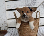 Small Photo #4 Pembroke Welsh Corgi Puppy For Sale in HONEY BROOK, PA, USA