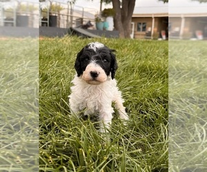 Miniature Bernedoodle Puppy for sale in LONGMONT, CO, USA