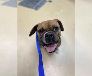 Boxer Dogs for adoption in Chula Vista, CA, USA