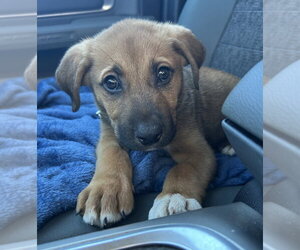 Gus - Male Mutt Dog for Adoption - Photo #2