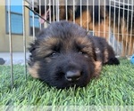 Small #8 German Shepherd Dog