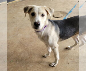 Sammi - Female Mutt Dog for Adoption - Photo #2