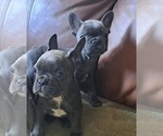 Small Photo #9 French Bulldog Puppy For Sale in GUILFORD, ME, USA