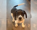 Small Photo #3 Border Collie-Unknown Mix Puppy For Sale in Tabernash, CO, USA