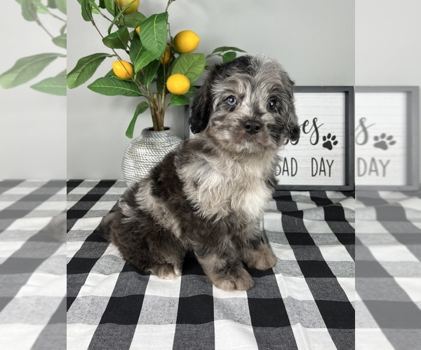 Medium Photo #7 Bernedoodle (Miniature) Puppy For Sale in FRANKLIN, IN, USA