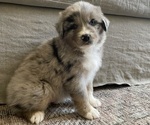 Small Photo #7 Australian Shepherd Puppy For Sale in GILBERT, AZ, USA