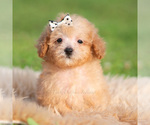 Small #3 Poodle (Miniature)