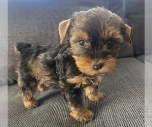 Yorkshire Terrier Puppy for sale in PLACITAS, NM, USA