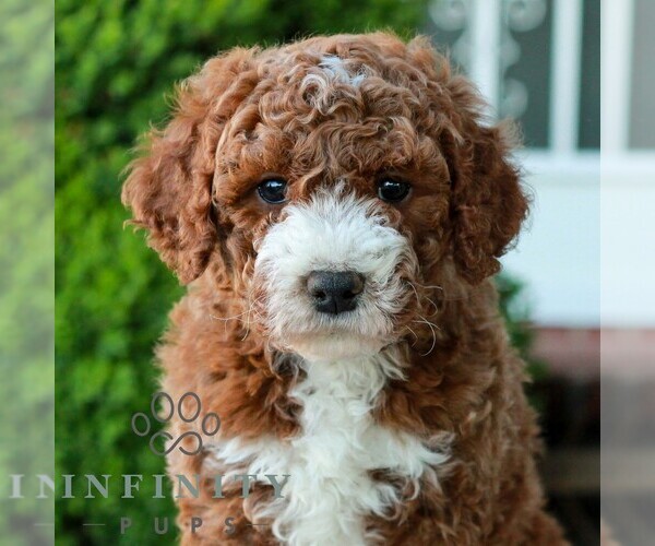 Medium Photo #1 Goldendoodle (Miniature) Puppy For Sale in LITITZ, PA, USA