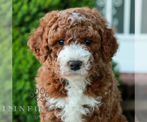 Goldendoodle (Miniature) Puppy for sale in LITITZ, PA, USA