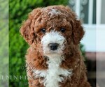 Small Goldendoodle (Miniature)