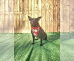 Small #5 Labrador Retriever Mix